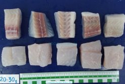 Raw Frozen Pangasius Portion (Swai Fish) Before IQF Processing in Vietnam