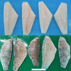 Vietnam Frozen Parrot Fish Fillet after Cutting and Trimming