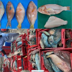 Vietnam Frozen Parrot Fish Whole Clean being processed in seafood factory
