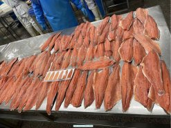 Frozen Pink Salmon processing by skilled workers in Vietnam