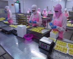 Frozen Potato Shrimp Being Produced in Vietnam Factory
