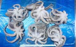 Vietnam Frozen Whole Clean Poulp Squid Long Leg (Frozen Whole Clean Mada Long Leg) Raw Material