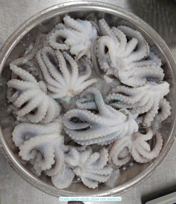 Vietnam Frozen Whole Clean Octopus After Cleaning Process