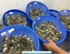 Vietnam Frozen Raw HLSO And HLSO EZP Black Tiger Shrimp Pre-IQF