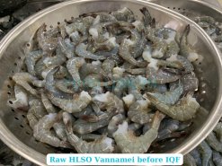 Frozen Raw Hlso Vannamei Shrimp (EZP) Before IQF Freezing in Vietnam