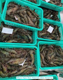 Raw Black Tiger Shrimp Material Before Processing in Vietnam
