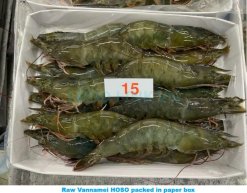 Frozen Raw HoSo Vannamei Shrimp Packed in Carton Box – Vietnam Export