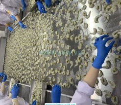 Frozen Raw Marinate Shrimp Being Processed in Vietnam