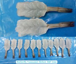 Frozen Raw PDTO Butterfly Vannamei Shrimp Before IQF Freezing in Vietnam