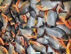 Vietnam Frozen Red Pacu Whole Round (Red Pomfret) raw material preparation