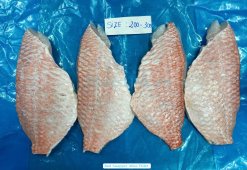 Vietnam Frozen Red Snapper Fillet after filleting process