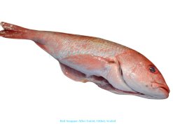 Vietnam Frozen Red Snapper Whole Clean after IQF freezing