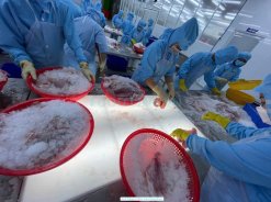 Vietnam Frozen Red Tilapia Fillet Skin On being filleted by workers