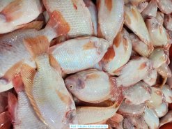 Vietnam Frozen Red Tilapia Whole Round And Whole Cleaned Raw Material