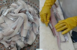 Vietnam Frozen Ribbon Fish Fillet being processed by skilled workers