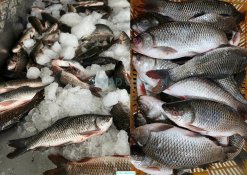 Vietnam Frozen Rohu Whole Clean raw fish material selection