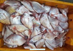 Raw materials for Vietnam Frozen Seabream Surimi production