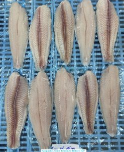 Frozen Pangasius Fillet Semi Trimmed (Swai Fish) from Vietnam – Before IQF Freezing