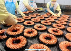 Vietnam Frozen Shrimp Ring With And Without Sauce Cooked PDTO Shrimp Processing Line