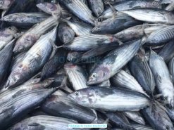 Vietnam Frozen Skipjack Tuna raw material for processing