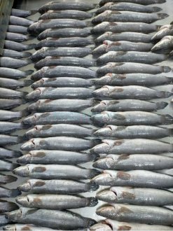 Vietnam Frozen Snakehead Fish Whole Clean on IQF processing line