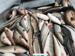 Vietnam Frozen Snakehead Fish Whole Round raw material before processing