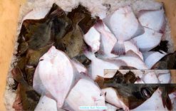 Raw Sole Fish for Production in Vietnam