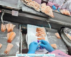Workers Processing Frozen Sushi Ebi Vannamei Shrimp in Vietnam Factory