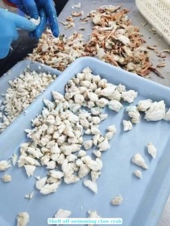 Frozen Swimming Crab Claw Meat being processed in Vietnam