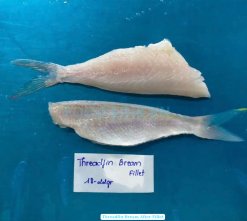 Vietnam Frozen Threadfin Bream Fillet After Processing