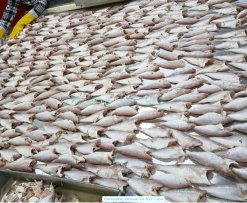 Vietnam Frozen Threadfin Bream Whole Clean processing at seafood factory