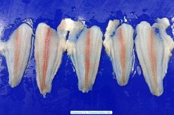 Frozen Pangasius Fillet Un Trimmed from Vietnam – Pre-IQF Raw Material (1)