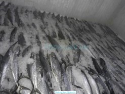 Vietnam Frozen Wahoo Fillet raw material before processing