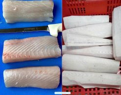 Vietnam Frozen Wahoo Portion After Cutting