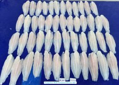 Frozen Pangasius Fillet Well Trimmed (Swai Fish) Before IQF Processing in Vietnam