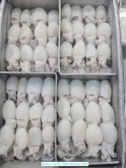 Vietnam Frozen Whole Clean Baby Cuttlefish Before IQF Freezing