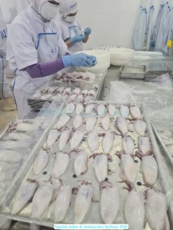 Vietnam Frozen Whole Clean Loligo Squid Tube and Tentacles Being Processed by Workers