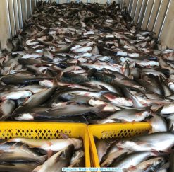 Frozen Whole Round Pangasius (Swai Fish) Raw Material from Vietnam