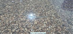 Frozen Cooked Whole Shell Brown Clam raw material from Vietnam