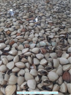 Frozen Cooked Whole Shell White Clam raw material sourced in Vietnam