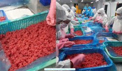 Vietnam Frozen Yellowfin Tuna Ground Meat Being Processed by Workers