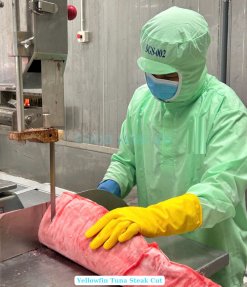Vietnam Frozen Yellowfin Tuna Steak Production at Seafood Factory