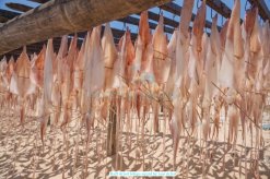 Half dried Loligo Squid sun drying in Vietnam