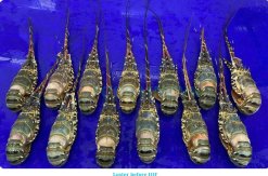 Vietnam Frozen Spiny Lobster Before IQF Processing