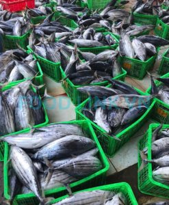 Marine fish raw material inspection before processing in Vietnam