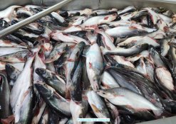 Frozen Pangasius Surimi raw materials from Vietnam