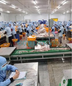 Skilled workers filleting fish for surimi production in Vietnam QC service
