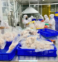 Vietnam Frozen Swordfish Cube production in seafood factory