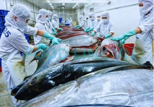 Worker filleting yellowfin tuna under processing monitoring