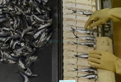 Canned Sardine And Canned Mackerel With Tomato Sauce production in Vietnam